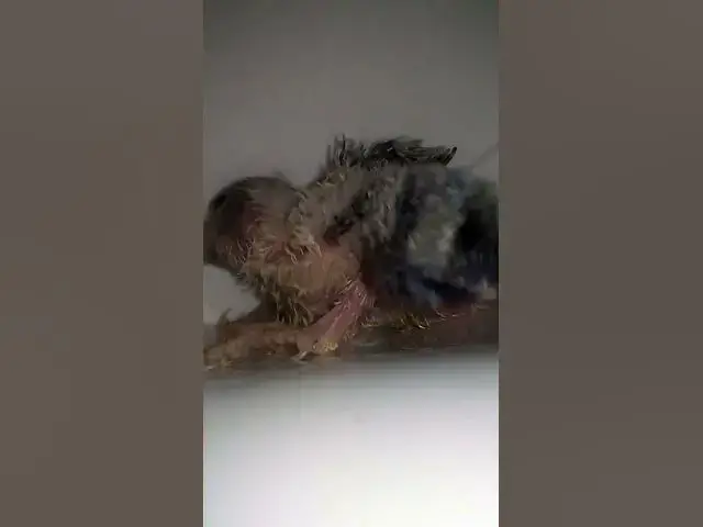 Video thumbnail for 1일차부터 30일차까지의 앵무새 성장 단계 #새 #앵무새 #사랑 #귀엽다 #앵무새 #반려동물 #재밌다