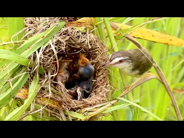 Video thumbnail for Fledgling Frenzy: Baby Birds on Nest