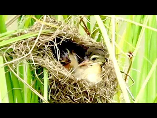 'Video thumbnail for The Momie's Cuckoo bir, Mother wild bird catch food'