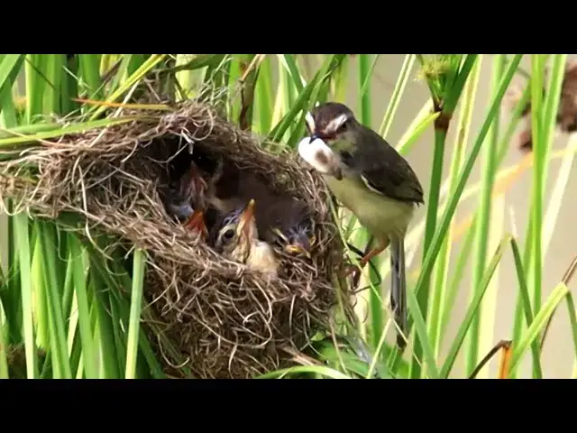 'Video thumbnail for In field bird making nest | Wild bird babie crie eat everyday'