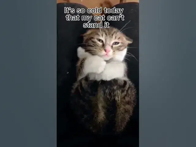 Video thumbnail for Cat has a cold and can't stand it #cat #catcold