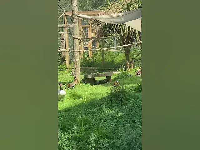 Video thumbnail for Ducks and ring-tailed lemurs together