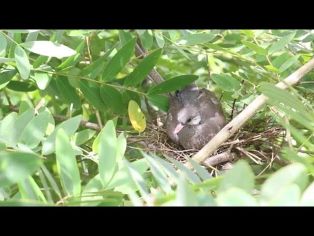 Video thumbnail for Mother's wild dove bird care nest here