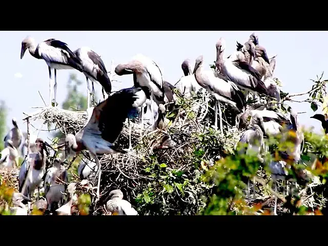 Video thumbnail for Amazing of Lake - Feathered Feasts: Birds Hunting Fish on the Lake