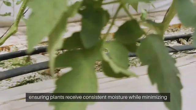 Video thumbnail for DIY Garden Drip Irrigation Guide