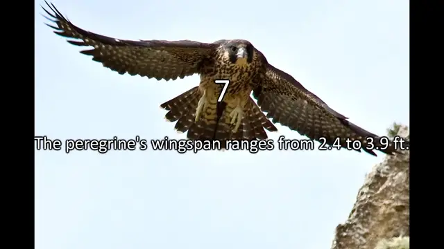 Video thumbnail for 8 Facts About Peregrine Falcons