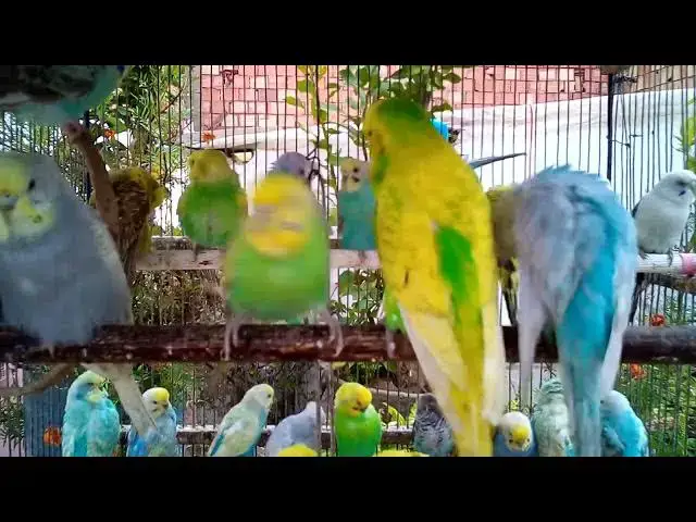 Video thumbnail for 사랑앵무의 매혹적인 색상 변이 자연의 아름다움