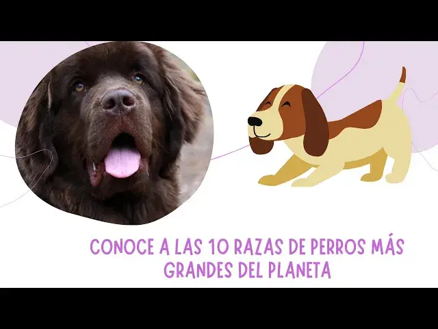 Video thumbnail for ¡Los Gigantes de Cuatro Patas! Conoce a las 10 Razas de Perros Más Grandes del Planeta