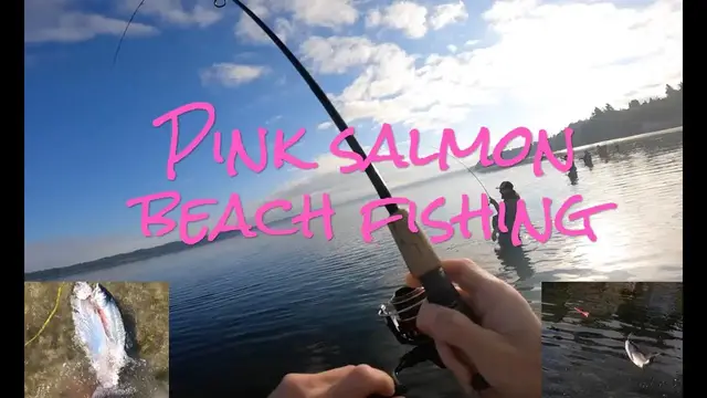 Video thumbnail for Life's a Beach and the Pinks are here! Pink Salmon Beach Fishing