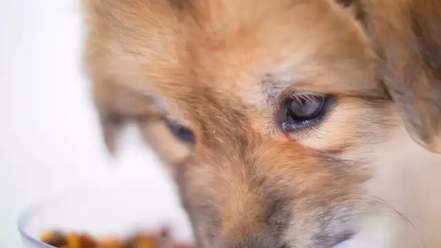 Video thumbnail for Rigiet Dobot Gimbal: A Comprehensive Review of Its Innovative New Features