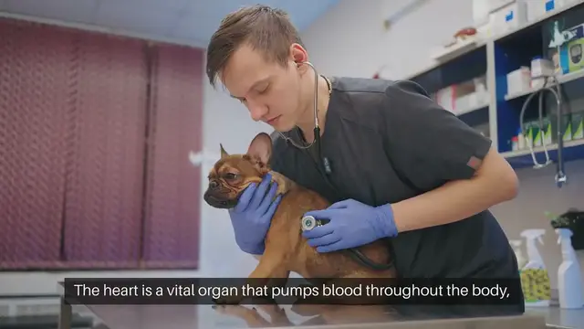 Video thumbnail for Dog Heart Health