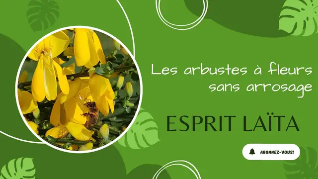 'Video thumbnail for Les arbustes à fleurs sans arrosage'