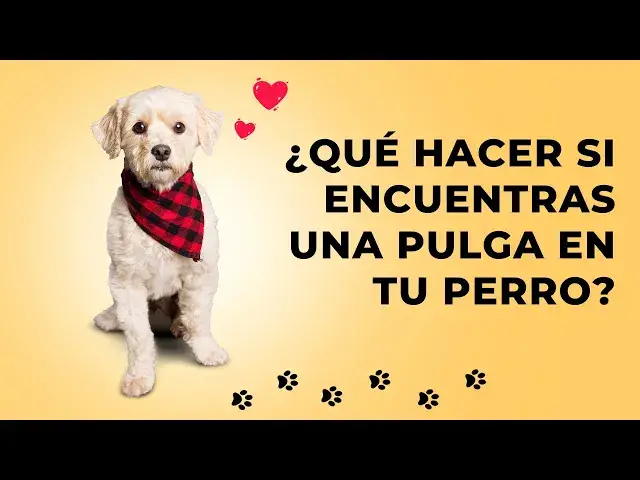 Video thumbnail for ¿Qué hacer si encuentras una pulga en tu perro?