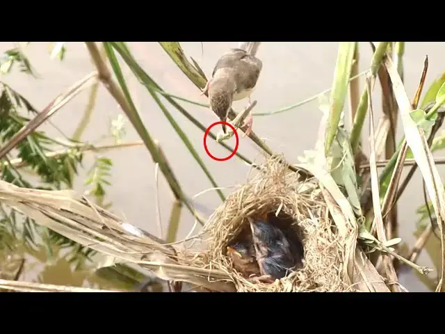 Video thumbnail for The Feathered Feast: Birds Eating on the Nest