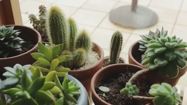 'Video thumbnail for Succulentes'