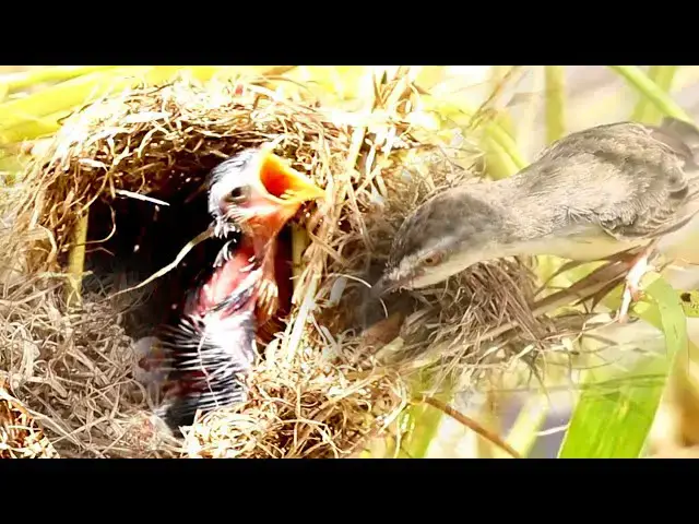 Video thumbnail for Avian Appetites: Eating and Nest-Watching