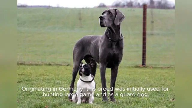 Video thumbnail for Great Dane