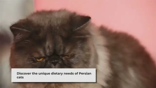 'Video thumbnail for Persian Cat Baby Food: A Nutritious Delight for Your Feline Friend'