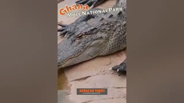Video thumbnail for Uncover the Hidden Beauty of Mole National Park: Ghana's Wildlife Haven 2023