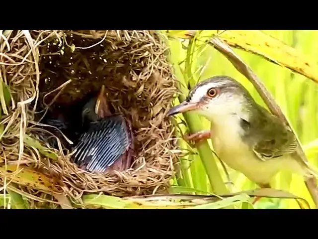 Video thumbnail for Fledgling Feast: Baby Birds Satisfy Hunger in Nest