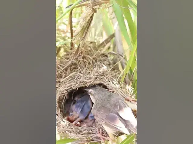 Video thumbnail for Wild babies Eat Food on Nest EP041 #bird #birds #birdnest #birdwatching #shortvideo #bikelover #catc