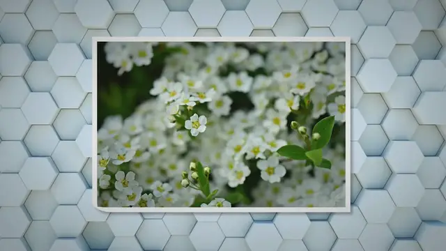 'Video thumbnail for Sweet Alyssum: The Fragrant Delight for Balcony Garden'