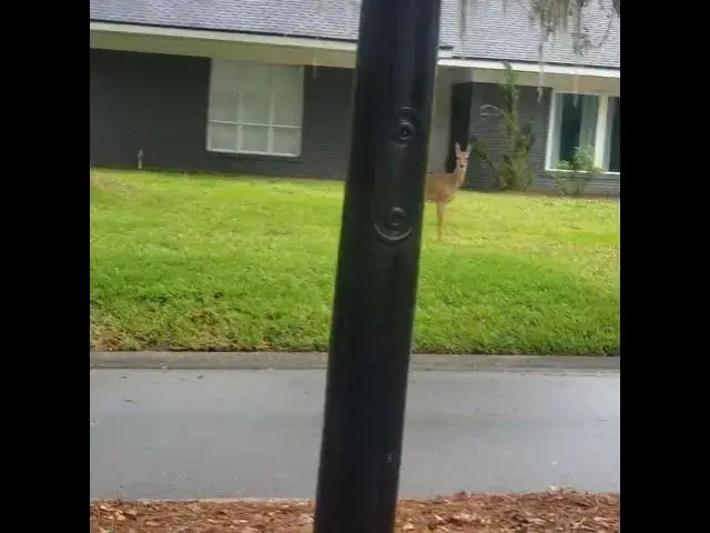 Video thumbnail for Deers in Jacksonville