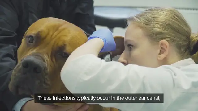 Video thumbnail for Pet Ear Infections