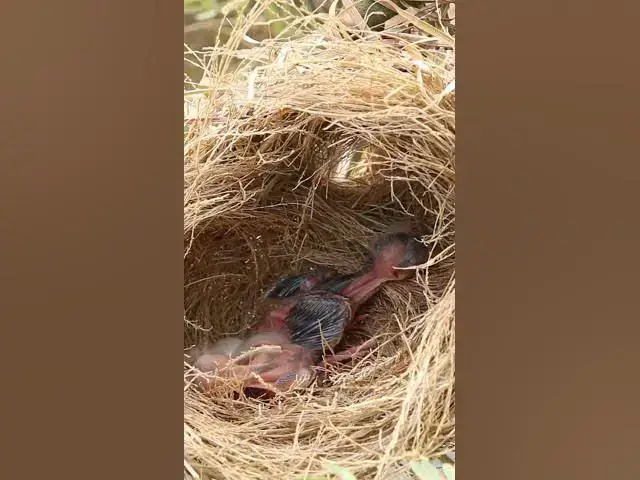 Video thumbnail for Baby Wild Bird Golden Bird in nest  EP#014 #birds #avian #babyanimal #wildbirdlife #babybird
