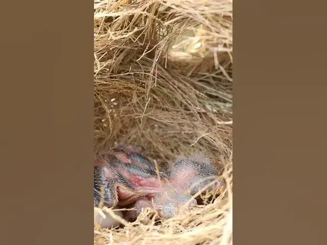 Video thumbnail for Babies Bird waiting eat in nest EP#038 #birds #avian #babyanimal #wildbirdlife #babybird #avianlife