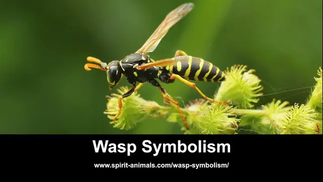 'Video thumbnail for Wasp Symbolism'