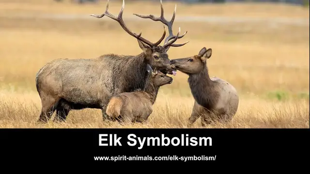 'Video thumbnail for Elk Symbolism'