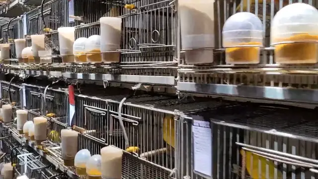 'Video thumbnail for CRIAÇÃO DE CANÁRIOS DO REINO, QUAL A COR MAIS RARA?'