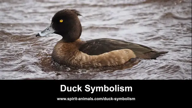 Video thumbnail for Duck Symbolism