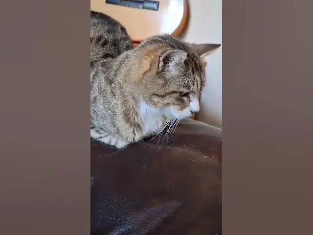 Video thumbnail for Tiggs....over seeing Ghost, and making sure she knows her place....