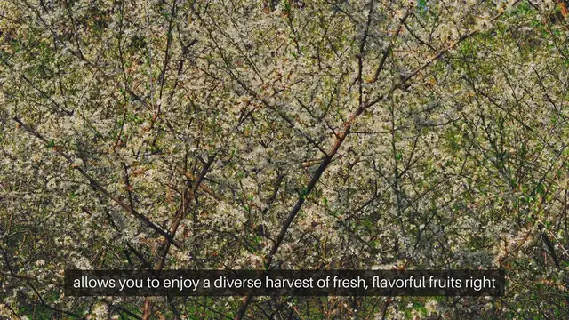 Video thumbnail for Backyard Fruit Tree Orchard