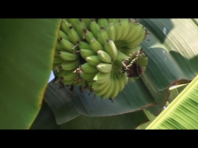 Video thumbnail for THE nest dove on banana fruit here