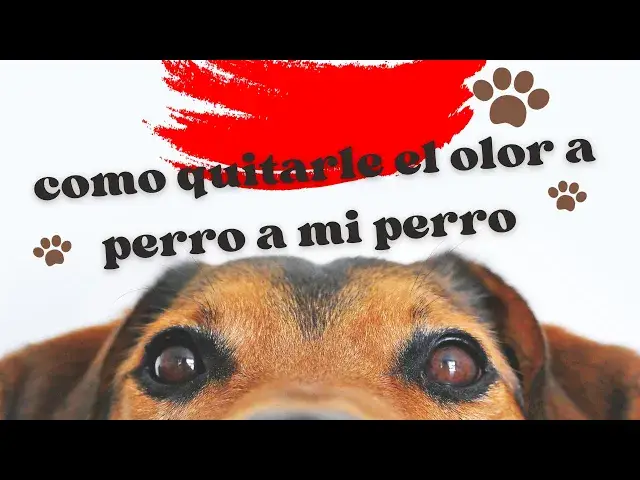Video thumbnail for ¿Cómo quitarle el olor a perro a mi perro?