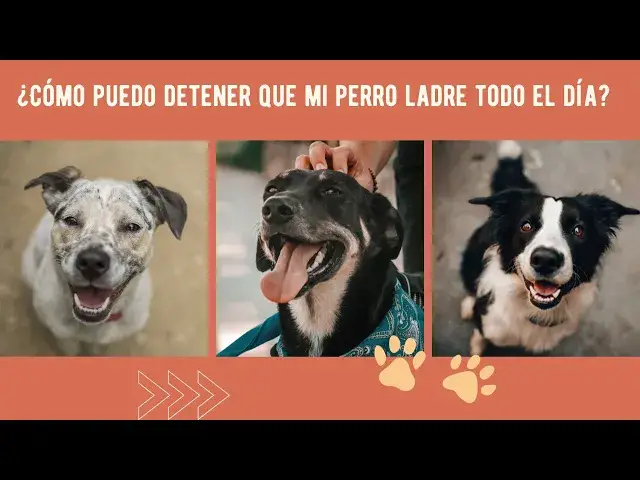 Video thumbnail for ¿Cómo puedo detener que mi perro ladre todo el día?