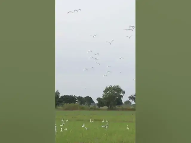 Video thumbnail for Bird in Field  #babyanimal #birdslover #avianlife #babybird #birdsounds #animal #avianantics #bird