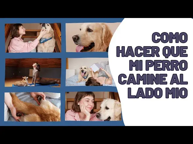 Video thumbnail for ¿Cómo hacer que mi perro camine al lado mío?
