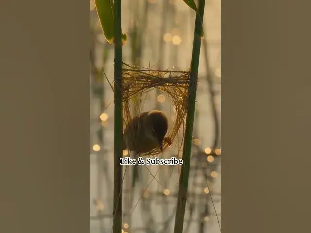 Video thumbnail for No Place Like Home🎉 #fypシ゚viral #pov #tranding #naturelovers