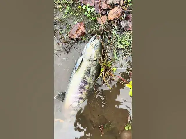 'Video thumbnail for Chunpocalypse wasn’t as good, but still got a few chum! Is the chum run on the Green down this year?'