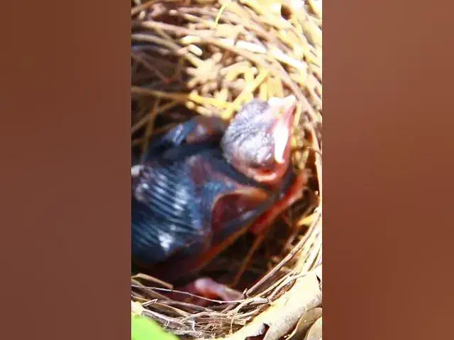 Video thumbnail for Omg Babies bird Peacock Bird 10 #bird #birds #birdnest #birdwatching #shortvideo