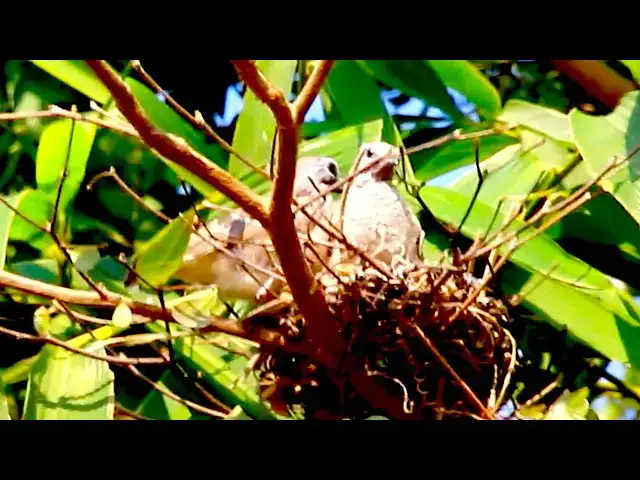 Video thumbnail for All Activity of baby dove bird at Everning   \-baby birds in nest