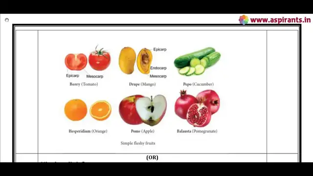 Video thumbnail for 11th Botany (Pure Science) First Mid Term Answer Keys 2019-20 | Namakkal District | English Medium