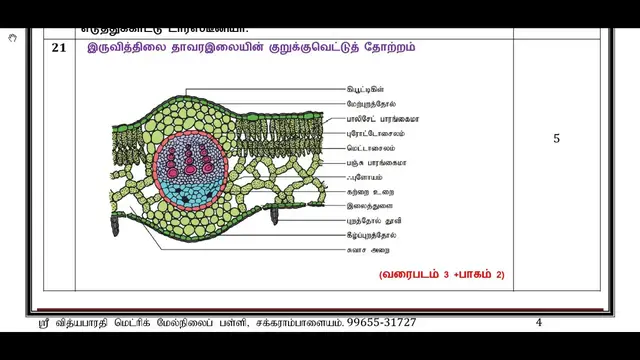 Video thumbnail for 11th Bio-Botany Half Yearly Answer Keys 2018-19 (Tamil Medium) | Team Aspirants