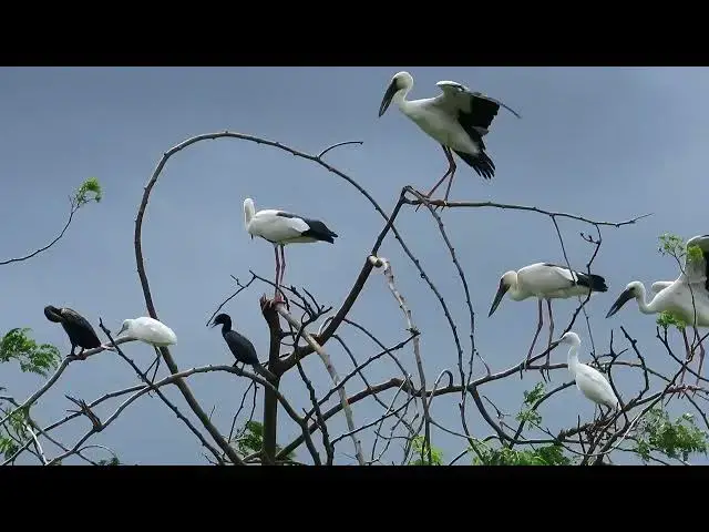 Video thumbnail for រស់នៅមានសេរីភាពគ្មានកាបំពាន(គ្រៀលនិងក្អែកទឹក)