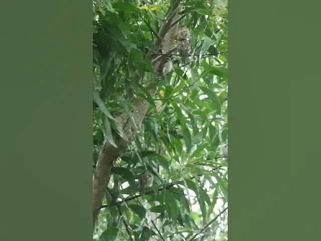 Video thumbnail for Birds Rice Sparrow Underwaater #birdslover  #avianlife #babybird #birdsounds #animal #avian  #nature