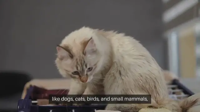 Video thumbnail for Home Ventilation for Pet Comfort